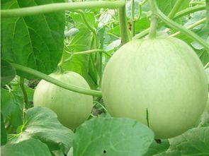 日照网红吃瓜真甜,甜蜜滋味,瓜香四溢 第2张 日照网红吃瓜真甜,甜蜜滋味,瓜香四溢 第2张